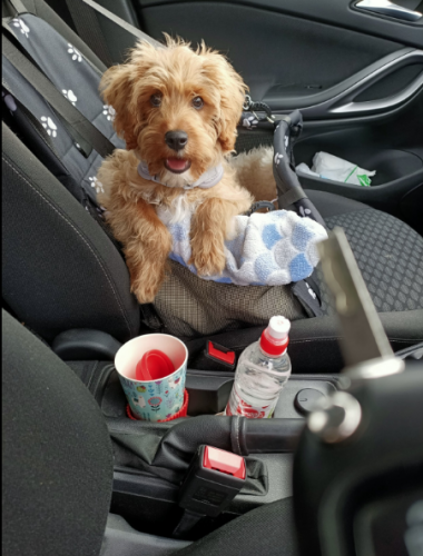 Asiento de perro para coche photo review
