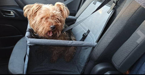 Asiento de perro para coche photo review
