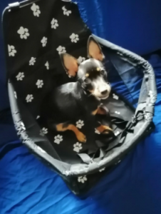 Asiento de perro para coche photo review